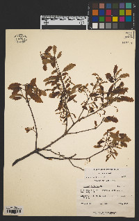 Quercus prinoides image