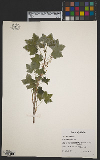 Ribes glandulosum image