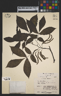 Carya glabra image