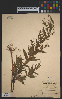 Epilobium ciliatum image