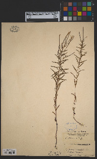 Epilobium strictum image