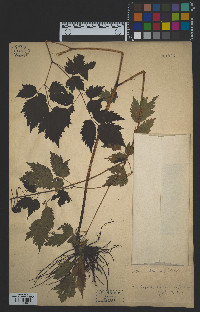 Actaea rubra image