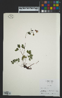 Aquilegia canadensis image