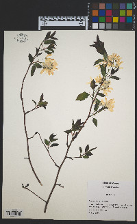 Amelanchier laevis image