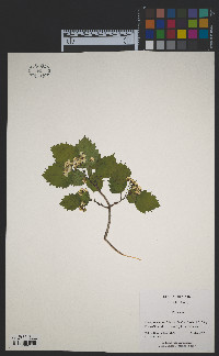 Crataegus schuettei image