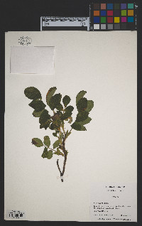 Rosa rugosa image