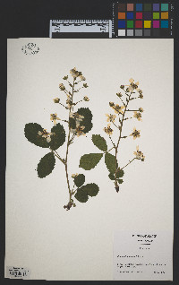 Rubus allegheniensis image