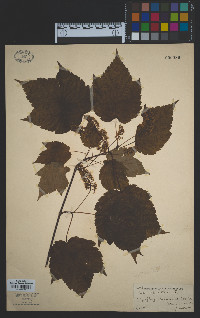 Acer spicatum image