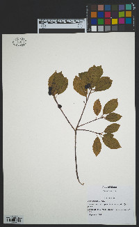 Frangula alnus image