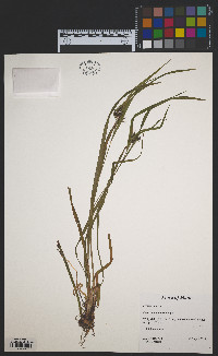 Carex intumescens image