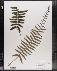 Polystichum acrostichoides image