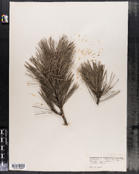 Pinus sylvestris image