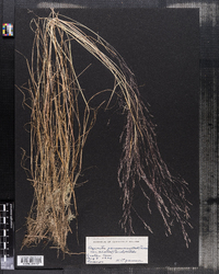 Agrostis perennans image