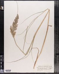 Calamagrostis canadensis image