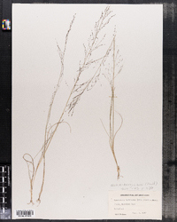 Muhlenbergia uniflora image