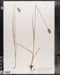 Image of Carex adusta