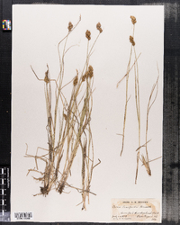 Carex crawfordii image