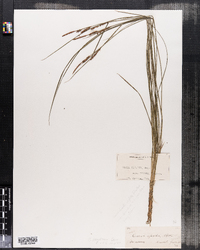 Image of Carex haydenii