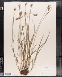 Carex pallescens image