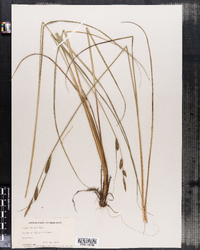 Carex stricta image
