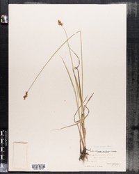 Image of Carex tincta