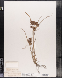 Cyperus bipartitus image