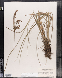 Scirpus atrocinctus image