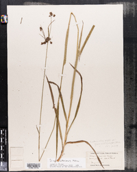 Scirpus hattorianus image