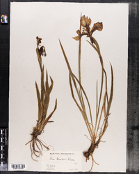 Iris setosa var. canadensis image