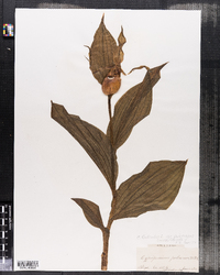 Cypripedium calceolus var. pubescens image