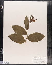 Cypripedium calceolus var. parviflorum image