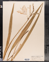 Image of Hemerocallis aurantiaca