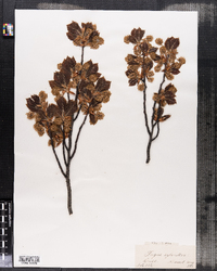 Fagus sylvatica image