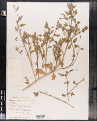 Atriplex glabriuscula image