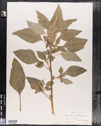 Amaranthus retroflexus image