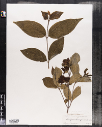 Calycanthus floridus var. glaucus image