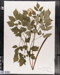 Actaea rubra image