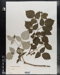 Rubus idaeus image