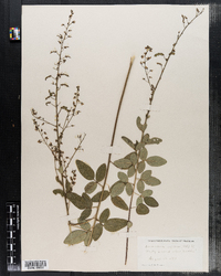 Desmodium obtusum image