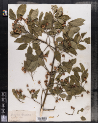 Euonymus europaeus image