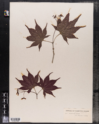 Acer palmatum image