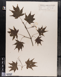 Acer palmatum image