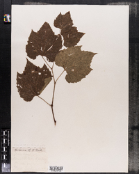 Vitis vulpina image