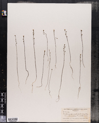 Bartonia paniculata image