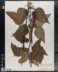 Scrophularia marilandica image