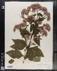Eupatorium purpureum image