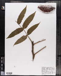 Rhus typhina image