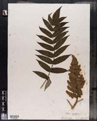 Rhus typhina image