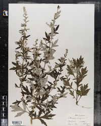 Artemisia vulgaris image