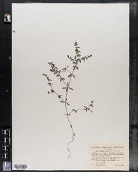 Image of Galium labradoricum